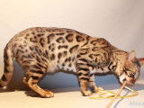 Chat Bengal mâle marron tacheté LOOF prêt pour saillie
