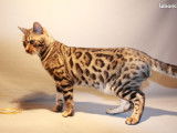 Chat Bengal mâle marron tacheté LOOF prêt pour saillie