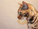 Chat Bengal mâle marron tacheté LOOF prêt pour saillie