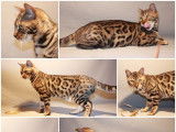 Chat Bengal mâle marron tacheté LOOF prêt pour saillie