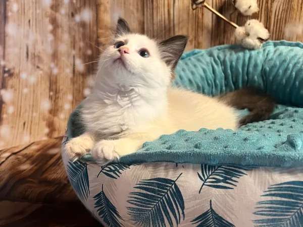Vente d’un chaton Ragdoll mâle bicolore LOOF né en juin 2021