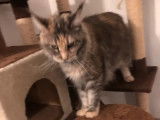 Chatte Maine Coon adulte, 2 ans, non LOOF, couleur marron tigré en vente
