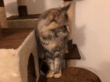 Chatte Maine Coon adulte, 2 ans, non LOOF, couleur marron tigré en vente
