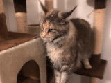 Chatte Maine Coon adulte, 2 ans, non LOOF, couleur marron tigré en vente
