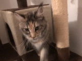 Chatte Maine Coon adulte, 2 ans, non LOOF, couleur marron tigré en vente