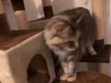 Chatte Maine Coon adulte, 2 ans, non LOOF, couleur marron tigré en vente