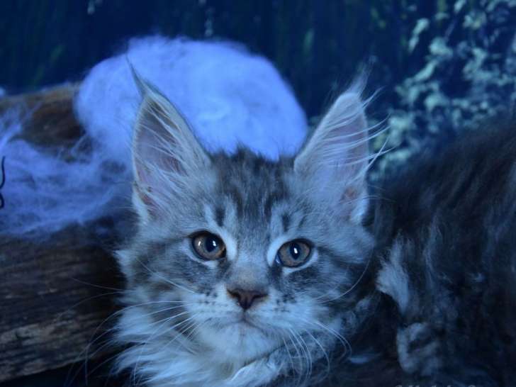 4 chatons Maine Coon à réserver, mâles LOOF nés en septembre 2021