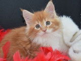 4 chatons Maine Coon à réserver, mâles LOOF nés en septembre 2021