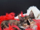 4 chatons Maine Coon à réserver, mâles LOOF nés en septembre 2021