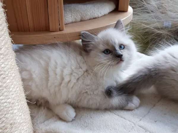 À vendre, chaton Ragdoll mâle bicolore à réserver, LOOF né en août 2021