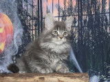 Femelle Maine Coon LOOF, marron tachetée à vendre, d'avril 2021