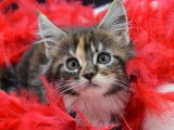 Femelle Maine Coon LOOF, marron tachetée à vendre, d'avril 2021