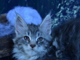 Femelle Maine Coon LOOF, marron tachetée à vendre, d'avril 2021