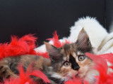 Femelle Maine Coon LOOF, marron tachetée à vendre, d'avril 2021