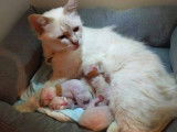 2 chatons Sacré de Birmanie en vente, 1mâle/1femelle LOOF août 2021