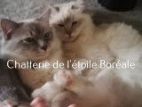 2 chatons Sacré de Birmanie en vente, 1mâle/1femelle LOOF août 2021