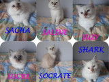 2 chatons Sacré de Birmanie en vente, 1mâle/1femelle LOOF août 2021