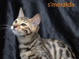 2 chatons Bengal LOOF en vente, 1mâle/1femelle marron à rosettes