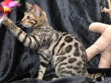 2 chatons Bengal LOOF en vente, 1mâle/1femelle marron à rosettes