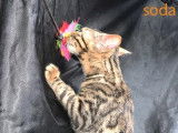 2 chatons Bengal LOOF en vente, 1mâle/1femelle marron à rosettes