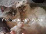 6 chatons mâles Sacrés de Birmanie LOOF 2021 à vendre