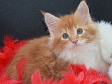 Réservation ouverte pour 2 chatonnes Maine Coon LOOF août 2021