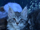 Réservation ouverte pour 2 chatonnes Maine Coon LOOF août 2021