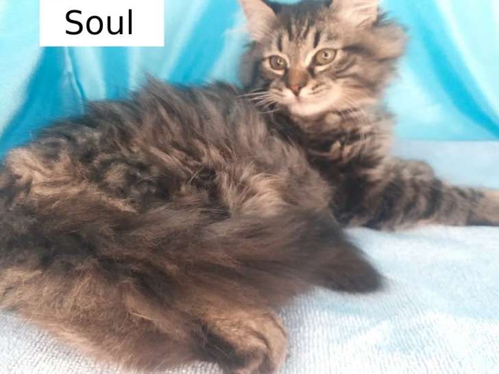 Soul, chaton sibérien LOOf très calin est disponible