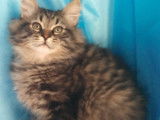 Soul, chaton sibérien LOOf très calin est disponible