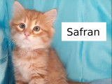 Safran et Sampan, chatons sib&eacute;riens LOOF sont disponibles