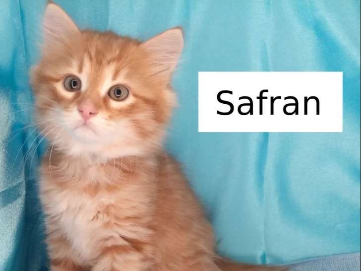 Safran et Sampan, chatons sibériens LOOF sont disponibles