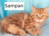 Safran et Sampan, chatons sib&eacute;riens LOOF sont disponibles