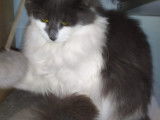 Téquila femelle bleue et blanche 9 mois loof disponible