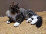 Twist mâle brown mackerel tabby et blanc 4 mois loof disponible