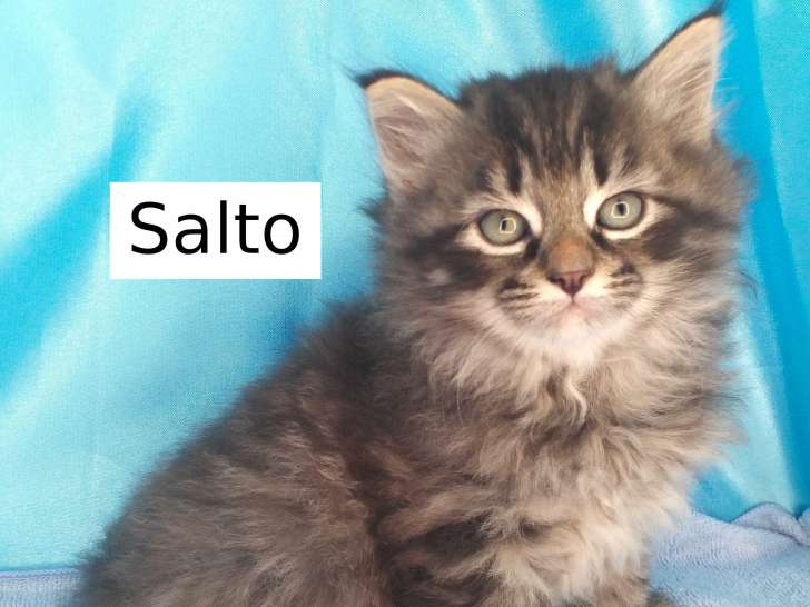 Salto et Smarty : deux chatons sibériens très câlins