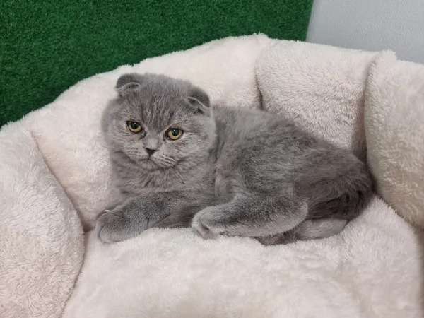 Trois chatons Scottish Fold bleus non LOOF, à vendre