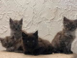 À réserver, 4 chatons Maine Coon LOOF septembre 2021 3mâles/1femelle