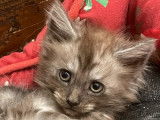 À réserver, 4 chatons Maine Coon LOOF septembre 2021 3mâles/1femelle