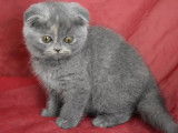 2 chatonnes Scottish Fold LOOF bleues à réserver août 2021