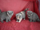 2 chatonnes Scottish Fold LOOF bleues à réserver août 2021