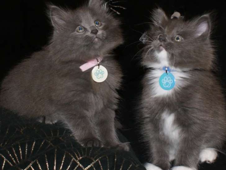 À vendre, deux chatons Norvégien (LOOF) 1 bleu et blanc, 1 bleu