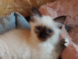 2 chatons femelles Sacré de Birmanie mâle de couleur blue point (LOOF), à vendre