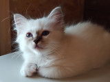 2 chatons femelles Sacré de Birmanie mâle de couleur blue point (LOOF), à vendre