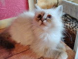 2 chatons femelles Sacré de Birmanie mâle de couleur blue point (LOOF), à vendre