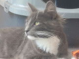 Chatte Norvégienne née en janvier 2021 LOOF disponible en vente