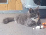 Chatte Norvégienne née en janvier 2021 LOOF disponible en vente