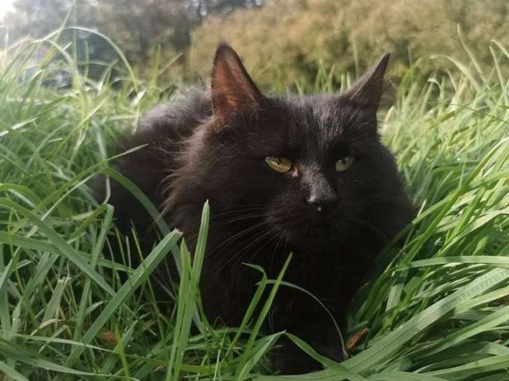 Vente d’une chatte Norvégienne noire LOOF de plus de 1 an