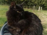 Vente d’une chatte Norvégienne noire LOOF de plus de 1 an