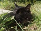 Vente d’une chatte Norvégienne noire LOOF de plus de 1 an