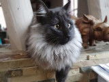 Disponibilité d’un chat mâle Norvégien LOOF de 1 an